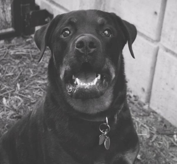 /Images/uploads/MidAmerica Rottweiler Rescue/adoptarottphotocontest/entries/10311thumb.jpg